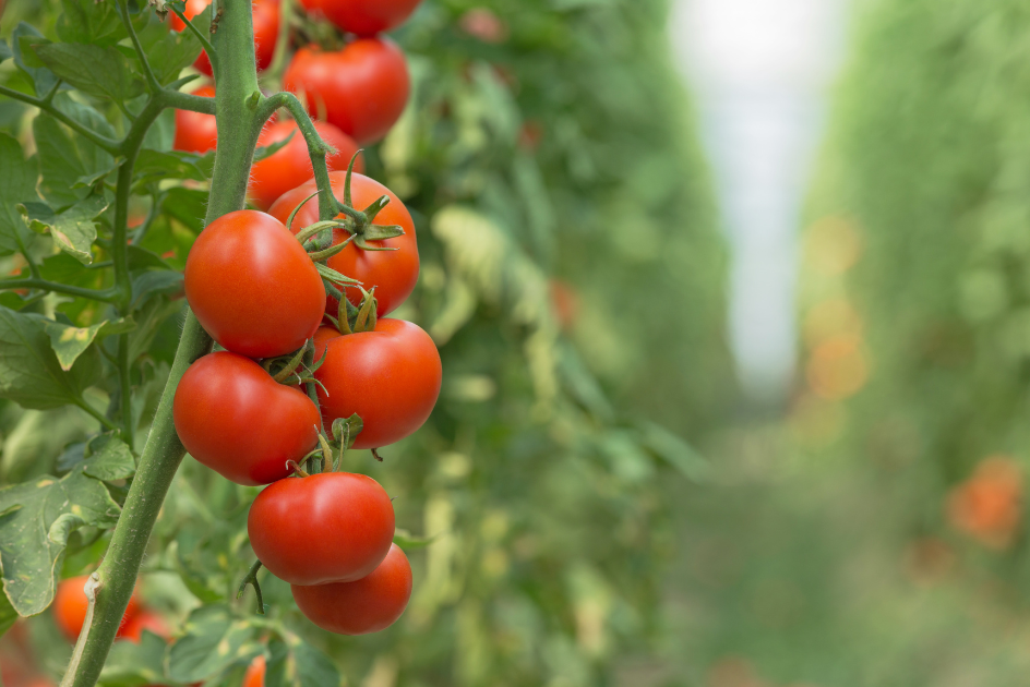 tomatoes hanging on a vine